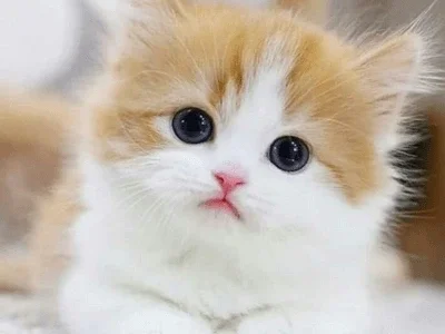 cat blog niche