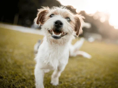 dog blog niche